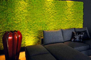 Стабілізований мох: сучасний дизайн